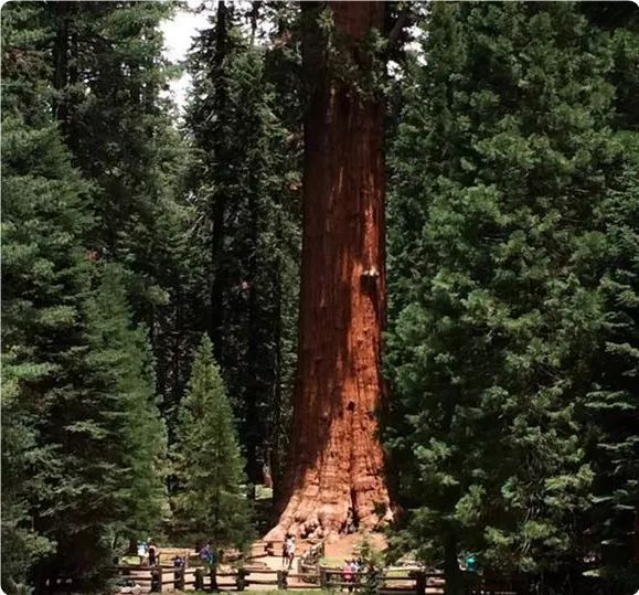 全球最大的树