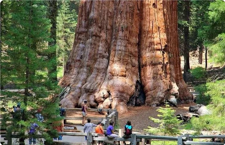 全球最大的树