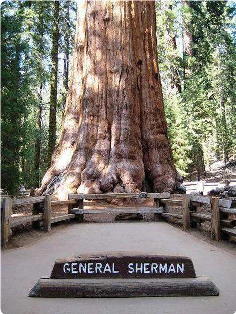 全球最大的一棵树